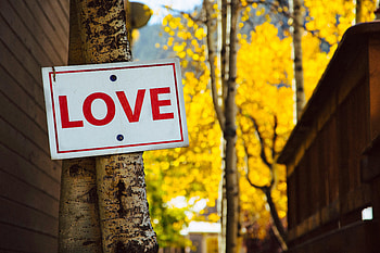 Love, Words, Wood, Tree, Inscription, Sign, Signboard HD wallpaper