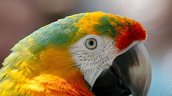 Parrot, colorful, skin, bird, yellow, green, red, eye HD wallpaper