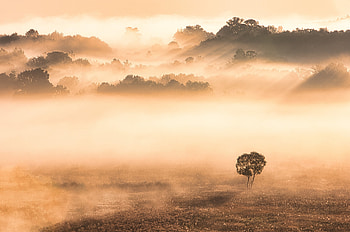 nature, fog HD wallpaper
