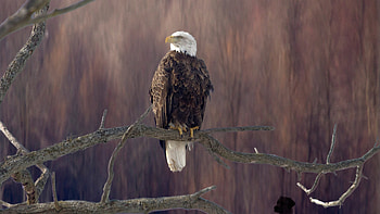 Bald eagle sitting on branch, resolution, , Nature's marvel HD wallpaper