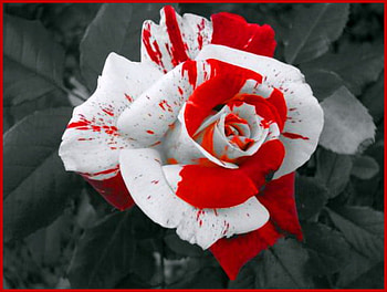 Candy cane rose, rose, dual colored, grey, flower, red and white HD wallpaper