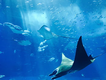 Stunning underwater showcasing stingrays gliding gracefully amidst a shoal of fish, illuminated by sunrays. HD wallpaper