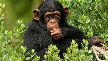 Playful Monkey Poses, , Wide Monkey Variety, Nature's Pranksters HD wallpaper