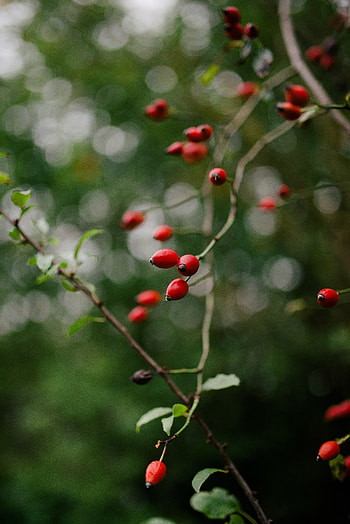 Nature, Briar, Bush, Plant, Berry HD phone wallpaper
