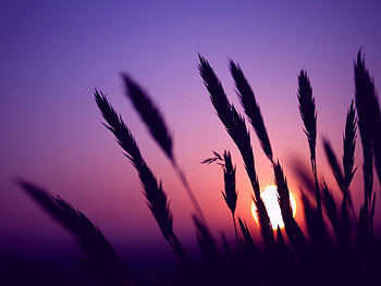 Spikes in the Sunset, sky, nature, spikies, sunset HD wallpaper