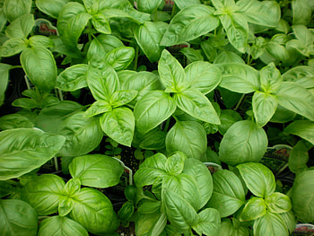 Risks of basil, Pregnancy concerns, Nutrition and health, Safe consumption HD wallpaper