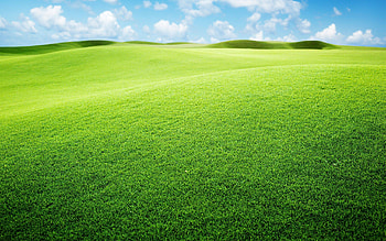 Grassland , explore 73, Grassland colors, Green background HD wallpaper