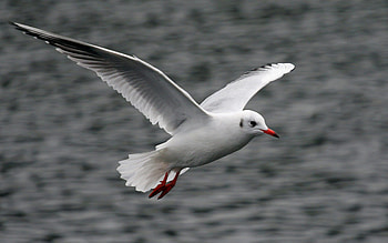 Seagull, Flying, Animal HD wallpaper