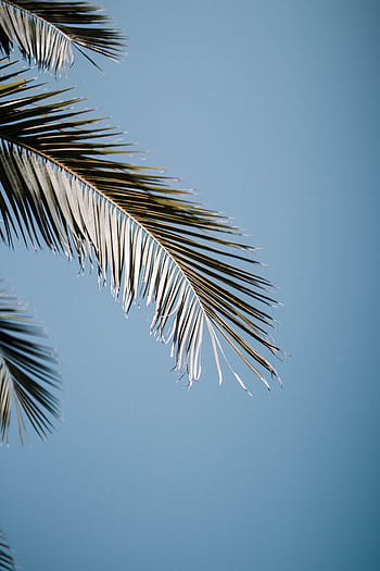 A serene view of palm leaves with a clear blue sky in the background, symbolizing a tropical summer vibe. HD phone wallpaper