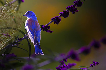 Bird, blue, purple, flower, spider, web, pasari, thai phung HD wallpaper