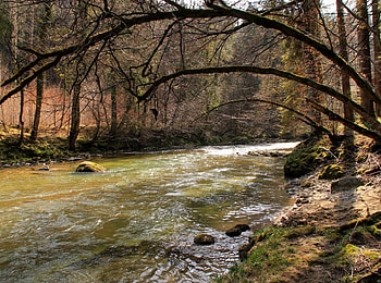 river, forest, stones, tree HD wallpaper
