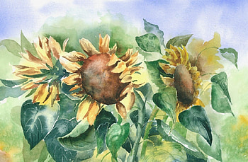 Sunflowers Waning, waning, sunflowers, sky, nature, flowers HD wallpaper