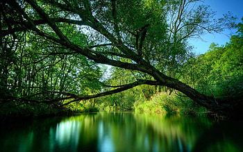 Willow tree , Nature's elegance, Serene beauty, Enchanting atmosphere HD wallpaper