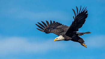 A stunning graph of a bald eagle soaring gracefully with wings spread wide against a clear blue sky. HD wallpaper