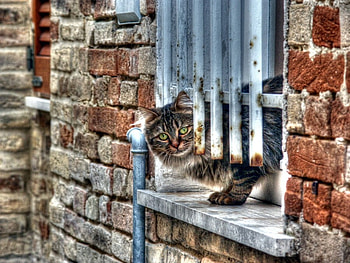 curious cat, cat, window, house, curious HD wallpaper