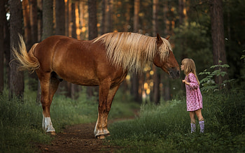 Little Girl and Horse, horse, kiss, girl, forest, little HD wallpaper
