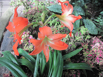 Flowering Plants Changed the World 02, Lily, graphy, green, Flowers, garden, orange HD wallpaper