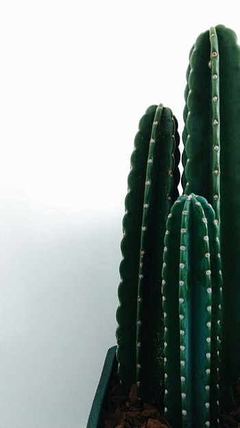 Mandacaru, Cactus HD phone wallpaper