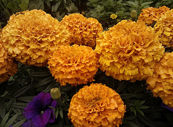 Flowers, Close-Up, Flower Bed, Flowerbed, Velvet, Barhotki HD wallpaper