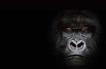 Insights into gorillas, Fascinating primates, Understanding wildlife, Nature's marvels HD wallpaper
