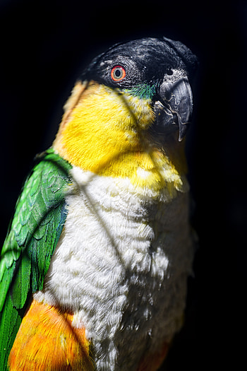 Animals, Parrots, Bright, Bird, Sight, Opinion HD phone wallpaper