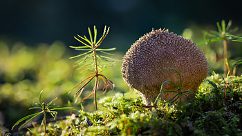 Mushroom, natur, nature, macro HD wallpaper