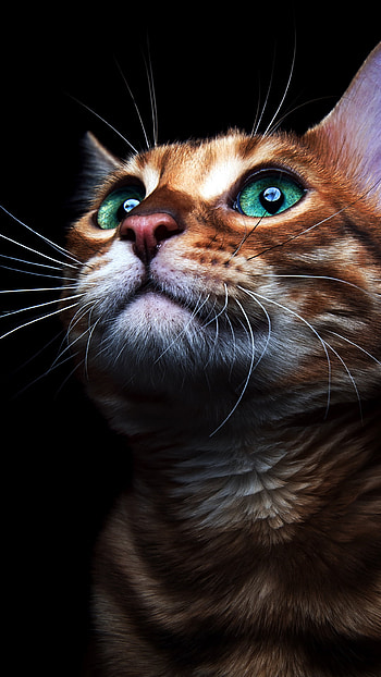 Cute Kitten, kitten, Animal, cat HD phone wallpaper