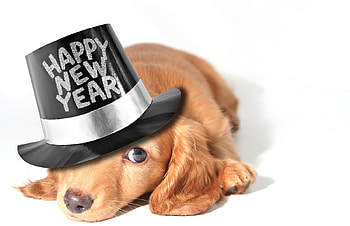 Happy New Year!, dog, animal, white, black, cute, puppy, funny, hat, new year, caine HD wallpaper