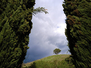 loney tree , loney, tree HD wallpaper