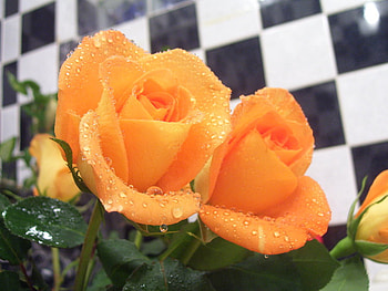 cliche rose, plants, orange, nice, rose, delicate, pretty, flower, nature, blooms, lovely HD wallpaper