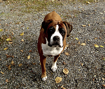 Belle, dog, cute, stones HD wallpaper