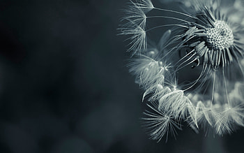 Flower, Plant, Macro, Dandelion, Fluff, Fuzz, Seeds, Seed HD wallpaper