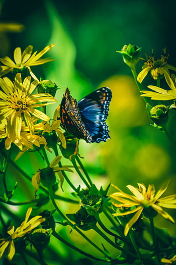 Vivid of a blue butterfly resting on vibrant yellow flowers, showcasing nature's beauty. HD phone wallpaper