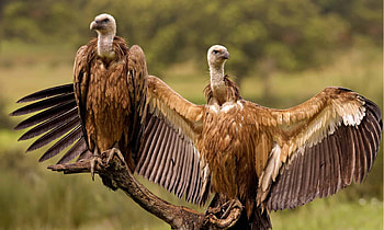 Anatomy of vultures, Animal documentation, Detailed , Az animals' collection HD wallpaper