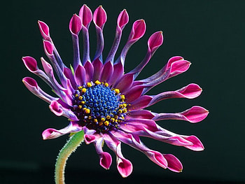 Fuschia Flower, purple, fuschia, pink, flower HD wallpaper