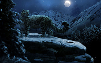 Animals, Winter, Snow Leopard, Moon HD wallpaper