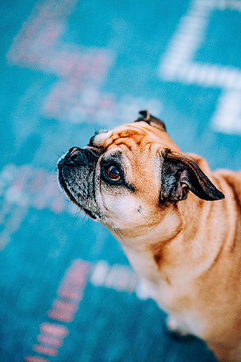 Animals, Dog, Sight, Opinion, Profile, Pug HD phone wallpaper
