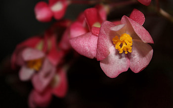 Flowers, Macro, Bloom, Flowering, Colorful, Colourful, Spring HD wallpaper