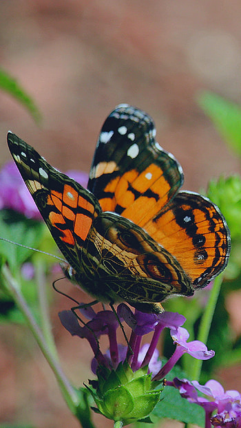 Orange Butterfly on Flower, butterfly, orange, nature HD phone wallpaper