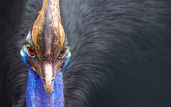 Cassowary, Red eyes, , Striking beauty HD wallpaper