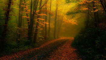 Misty Morning in Autumn Forest, North Carolina, leaves, path, fall, trees, colors, usa HD wallpaper