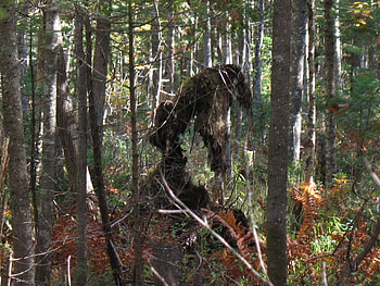 what you could see in the forest, woods, imaginary, spooky, forest, tree HD wallpaper