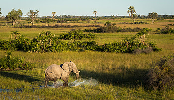 Okavango Delta, Travels, Safari experience, African adventure HD wallpaper