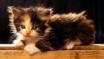 Animals, Fluffy, Kitty, Kitten, To Lie Down, Lie, Spotted, Spotty, Kid, Tot HD wallpaper