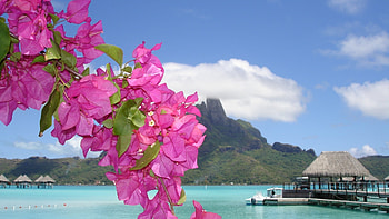 Plants, Flowers HD wallpaper