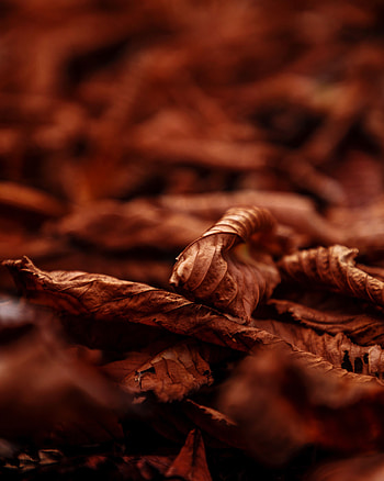Autumn, Leaves, Macro, Brown, Dry HD phone wallpaper