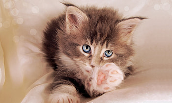 Kitty cat, animal, kitten, cat, feline HD wallpaper