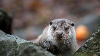 Otters in Hessen, Rare encounters, Appreciating their presence, Conservation efforts HD wallpaper