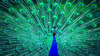 Peacock , Stunning, Vibrant colors, Beauty HD wallpaper