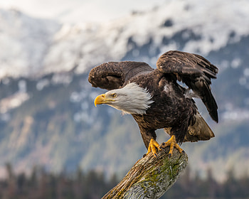 Bald Eagle , bald-eagle, hawk, birds, predator, eagle HD wallpaper